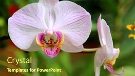  Presentation with orchid - Audience pleasing PPT layouts consisting of nice-white-orchid-flower-macro backdrop and a tawny brown colored foreground