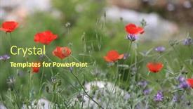  Presentation with wild flower - Amazing PPT theme having nice-wild-flower-meadow backdrop and a tawny brown colored foreground