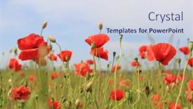  Presentation with wild flower - Audience pleasing PPT theme consisting of nice-wild-poppy-flower-meadow backdrop and a sky blue colored foreground