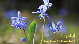  Presentation with flowers - Slide deck having nice-wild-scilla-bifolia-flowers background and a tawny brown colored foreground