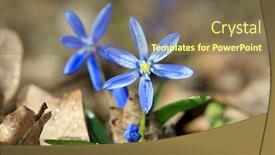  Presentation with flowers - Slide deck with nice-wild-scilla-bifolia-flowers background and a violet colored foreground