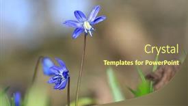  Presentation with flowers - Colorful PPT theme enhanced with nice-wild-spring-flowers-scilla backdrop and a violet colored foreground