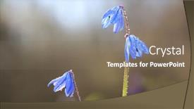  Presentation with dew - Beautiful PPT theme featuring nice-wild-spring-flowers backdrop and a violet colored foreground