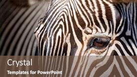  Presentation with animal print - Slide deck featuring nice zebra close up beautiful animal print background and a tawny brown colored foreground