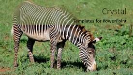  Presentation with grazing - Colorful slide deck enhanced with nice zebra grazing free in the field backdrop and a seafoam green colored foreground