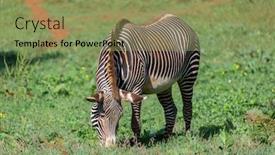  Presentation with grazing - Theme having nice zebra grazing free in the field background and a coral colored foreground