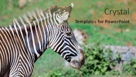  Presentation with grazing - Amazing slide deck having nice zebra grazing free in the field backdrop and a seafoam green colored foreground