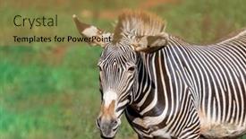  Presentation with grazing - PPT theme consisting of nice zebra grazing free in the field background and a coral colored foreground