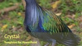  Presentation with bird - Slide set consisting of nicobar pigeon bird portrait exotic background and a tawny brown colored foreground