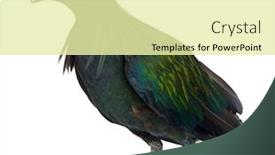  Presentation with pigeon pea diseases - Cool new PPT layouts with nicobar-pigeon-caloenas-nicobarica backdrop and a blonde colored foreground