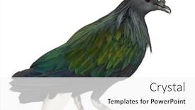  Presentation with background - Slide deck enhanced with nicobar-pigeon-caloenas-nicobarica background and a white colored foreground