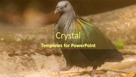  Presentation with tropical - Cool new PPT layouts with nicobar-pigeon-caloenus-nicobarica-tropical backdrop and a tawny brown colored foreground