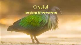  Presentation with tropical - Slide deck enhanced with nicobar-pigeon-caloenus-nicobarica-tropical background and a tawny brown colored foreground
