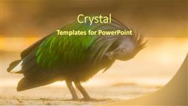  Presentation with tropical - Amazing PPT theme having nicobar-pigeon-caloenus-nicobarica-tropical backdrop and a tawny brown colored foreground