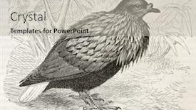  Presentation with old - Presentation having nicobar-pigeon-old-illustration-caloenas background and a mint green colored foreground