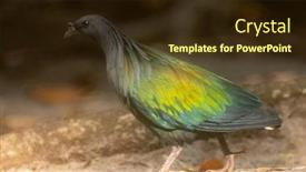  Presentation with parts - Presentation theme with nicobar-pigeon-wild-bird-found background and a wine colored foreground