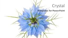  Presentation with nigella - Audience pleasing theme consisting of nigella-damascena-flower-isolated backdrop and a white colored foreground