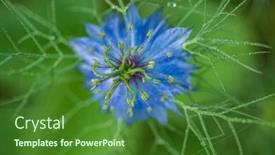 Presentation with nigella - PPT layouts having nigella-sativa-plant-in-garden background and a  colored foreground