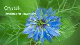  Presentation with nigella - Presentation theme featuring nigella-sativa-plant-in-garden background and a forest green colored foreground