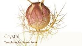 Presentation with nigella - Presentation consisting of nigella-seed-head-isolated background and a cream colored foreground