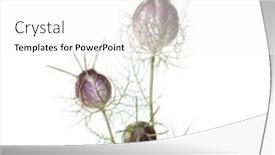 Presentation with nigella - PPT layouts consisting of nigella-seed-heads-isolated background and a white colored foreground