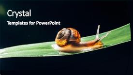  Presentation with snail - Presentation design featuring night backgroundslides - snail on the leaf background and a black colored foreground