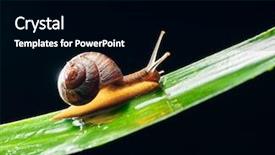  Presentation with snail - Cool new PPT theme with night backgroundslides - snail on the leaf backdrop and a black colored foreground