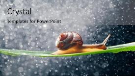  Presentation with water treatmment - Cool new slide deck with night backgroundslides - snail with water particles bokeh backdrop and a  colored foreground