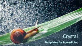  Presentation with water microbe - Colorful presentation theme enhanced with night backgroundslides - snail with water particles bokeh backdrop and a  colored foreground