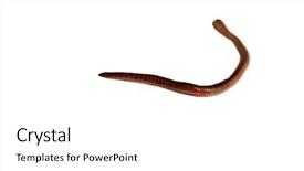 Presentation with worm - Audience pleasing PPT layouts consisting of night crawler earth worm aka backdrop and a white colored foreground