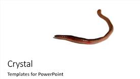  Presentation with worm - PPT layouts enhanced with night crawler earth worm aka background and a white colored foreground