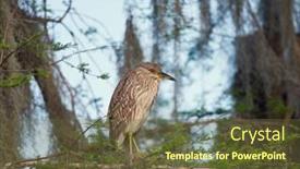  Presentation with wetlands - PPT layouts enhanced with night-heron-juvenile-perching background and a tawny brown colored foreground
