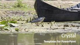  Presentation with boat - Amazing PPT theme having danube delta - night heron nycticorax nycticorax near backdrop and a coral colored foreground