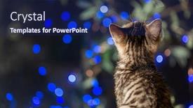  Presentation with illumination - Cool new PPT theme with night-kittens-looking-at-illumination backdrop and a navy blue colored foreground