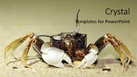  Presentation with tropical - Presentation design featuring night shot of tropical long eyed crab thailand background and a coral colored foreground
