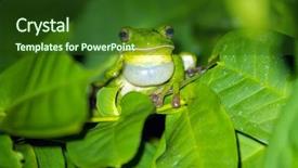  Presentation with frog - PPT layouts enhanced with night this is the bigger background and a tawny brown colored foreground