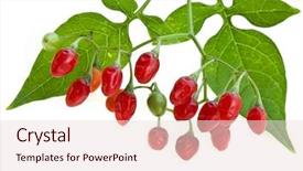  Presentation with berries - Presentation design consisting of hallucinogen - nightshade plant with red berries background and a lemonade colored foreground