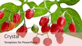  Presentation with berries - PPT theme with hallucinogen - nightshade plant with red berries background and a coral colored foreground