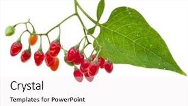  Presentation with berries - Amazing presentation having hallucinogen - nightshade plant with red berries backdrop and a white colored foreground