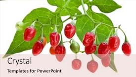  Presentation with berries - Audience pleasing presentation theme consisting of hallucinogen - nightshade plant with red berries backdrop and a lemonade colored foreground