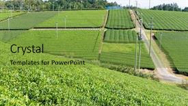  Presentation with tea plant - Audience pleasing slide set consisting of nihon - green tea plant farm backdrop and a tawny brown colored foreground