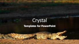  Presentation with south africa - Slide deck enhanced with nile-crocodile-crocodylus-niloticus-basking background and a black colored foreground