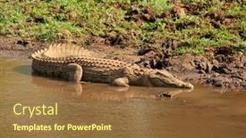  Presentation with water park - Presentation having nile-crocodile-crocodylus-niloticus-basking background and a tawny brown colored foreground