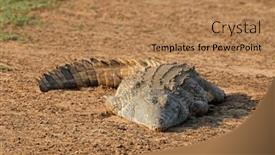  Presentation with kruger - PPT theme consisting of nile-crocodile-crocodylus-niloticus-basking background and a coral colored foreground