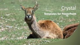  Presentation with animal - PPT theme enhanced with nile-lechwe-kobus-megaceros background and a seafoam green colored foreground