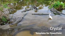  Presentation with nile river - Amazing presentation theme having nile river - alligators backdrop and a  colored foreground