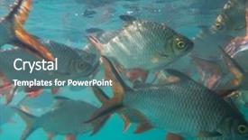  Presentation with fish nile tilapia - PPT layouts enhanced with nile tilapia in pond oreochromis background and a ocean colored foreground