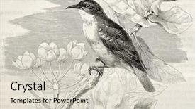  Presentation with old - Theme enhanced with nile valley sunbird old illustration background and a soft green colored foreground