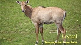  Presentation with wildlife - Presentation theme with nilgai-boselaphus-tragocamelus-also-known background and a tawny brown colored foreground