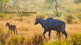 Presentation with nilgai antelope - PPT theme with nilgai-or-blue-bull background and a yellow colored foreground